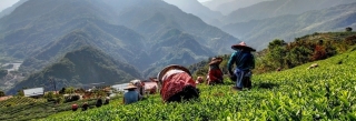 Beautiful Tea Harvest in Taiwan