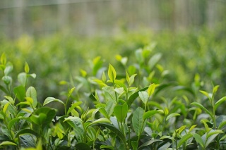 Lush Tea Fields and Plants