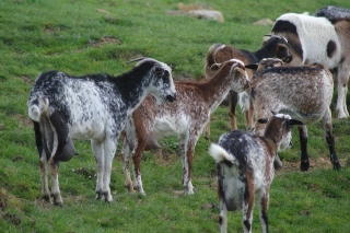 Payoya Goats