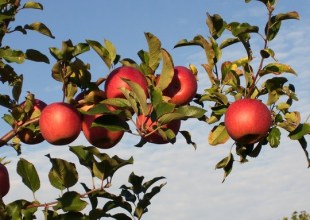 At the Orchard